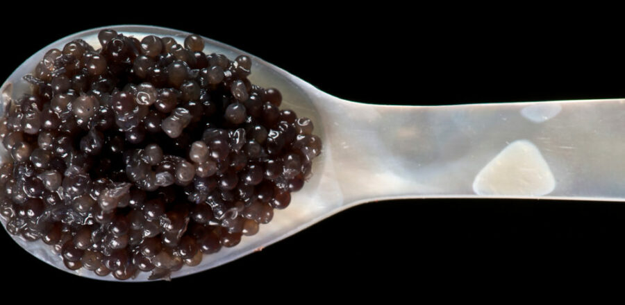 Caviar dans une cuillère