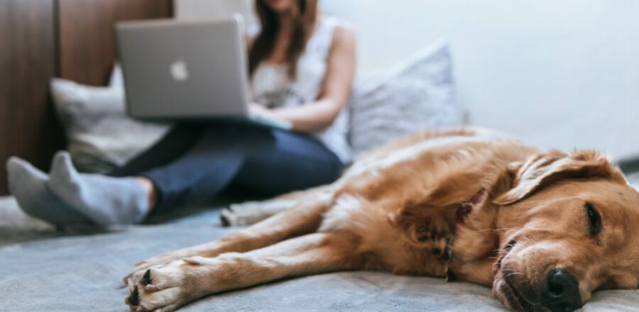 Femme sur un PC avec un chien